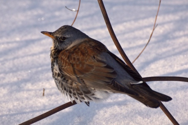 Забывшие улететь на зимовку дрозды из заповедника научились добывать пищу из-под снега