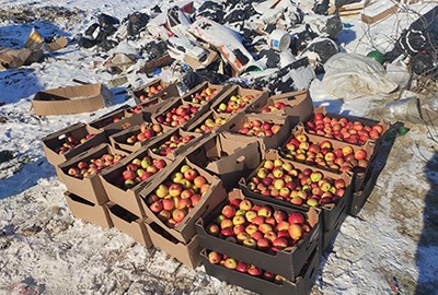 В Красноярске снова уничтожили подозрительные яблоки. Сразу тонну