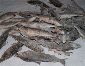 Красноярские полицейские договорились с Росимуществом продавать изъятую у браконьеров рыбу