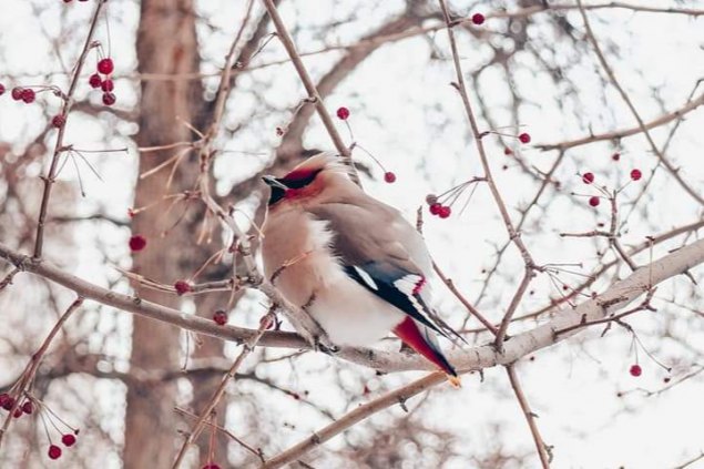 Пасмурно, тепло и снежно: прогноз погоды на выходные в Красноярске