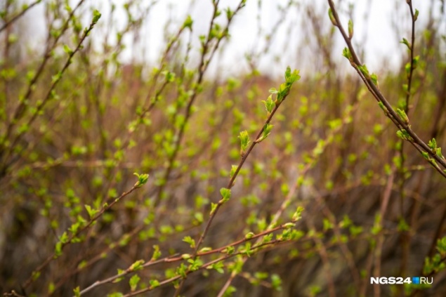 Красноярску пообещали небывалое тепло на следующей неделе