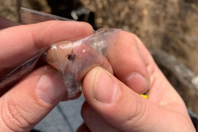 В Красноярске проснулись клещи