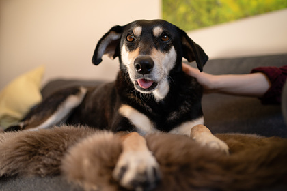 Россиян начнут штрафовать за лающих по ночам собак