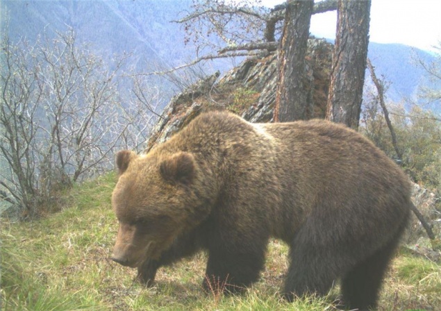На юге Красноярского края активизировались медведи