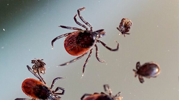 Ачинцы с укусами клещей должны обращаться в травматологический пункт АМРБ