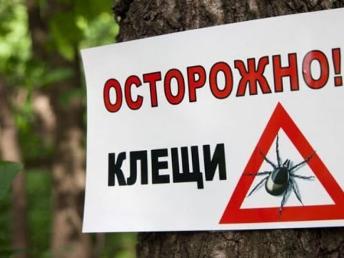 С приходом раннего потепления в Ачинске увеличилась клещевая активность