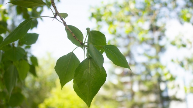 В Красноярске усилится ветер и сохранится жара