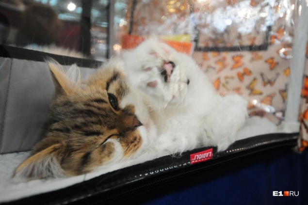 С лапками и на карантине: в России впервые подтвердили коронавирус у домашней кошки
