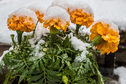Синоптики сообщили, что ударят новые заморозки