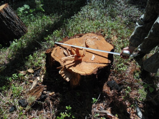 «Чёрный лесоруб» вышел из колонии и опять незаконно срубил деревья в Богучанах