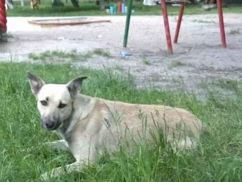 Законодательное собрание Красноярского края разделяет обеспокоенность ачинских депутатов проблемой безнадзорных животных