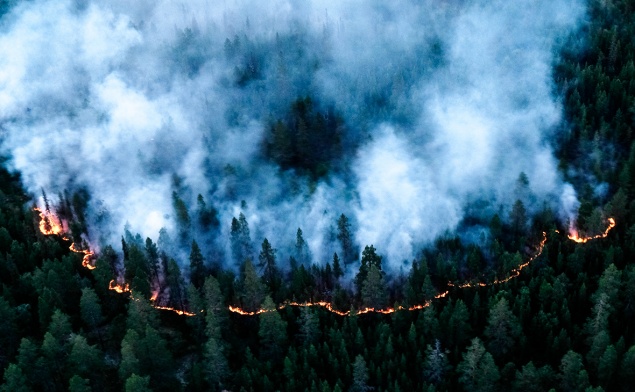 В Красноярском крае резко увеличилась площадь лесных пожаров. В трех районах ввели режим ЧС в лесах