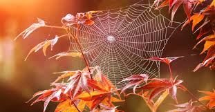 В Красноярск на несколько дней вернется «бабье лето»