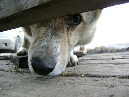 В Минусинске бешеная собака покусала ребенка. В городе карантин