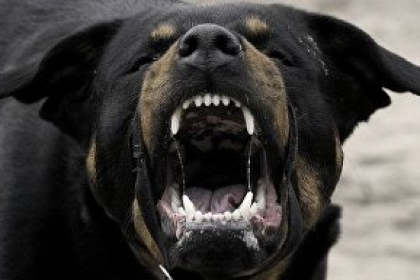 В Дрокино у собаки нашли бешенство. В селе могут ввести карантин