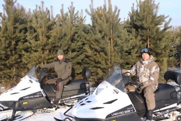 В крае начали проводить рейды по защите елок от вырубок