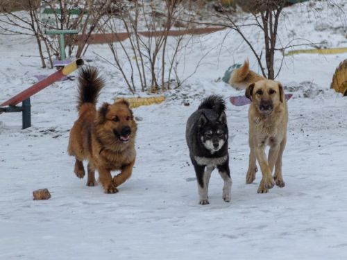 Более 1,8 миллиона рублей направят на отлов бродячих животных в Ачинске в 2021 году