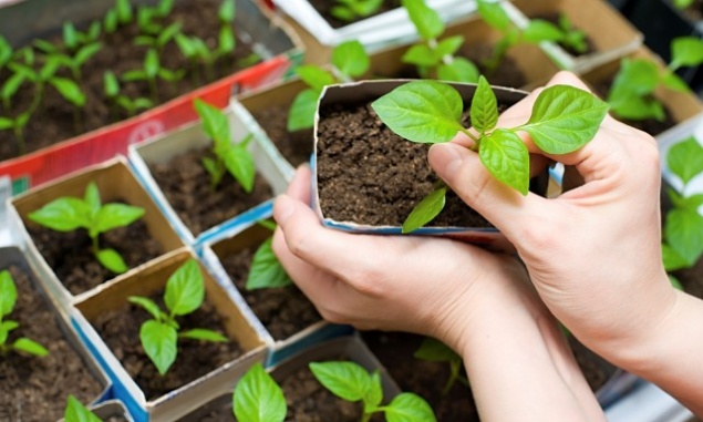 Что и когда сеять в феврале