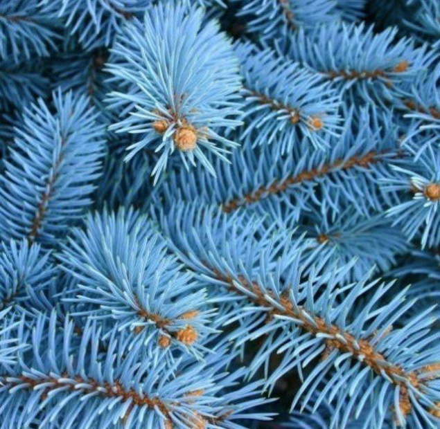 Как вырастить голубую ель