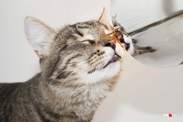 Для кошек разработали вакцину от COVID-19: как это повлияет на людей