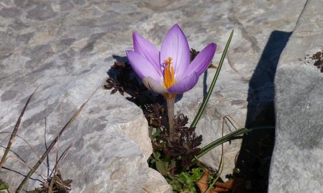 Сад: 5 шагов для подготовки к дачному сезону