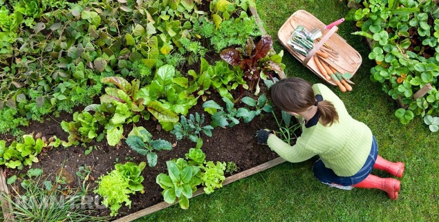 Самые неприхотливые овощи и травы для начинающего огородника