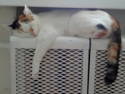 Куда обращаться горожанам, если до сих пор остаются вопросы с теплоснабжением