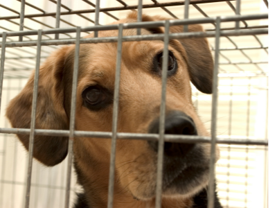 Приюты для животных смогут рассчитывать на субсидию из краевого бюджета