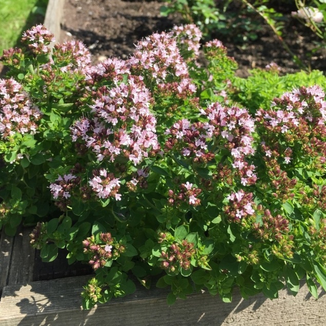8 лекарственных растений в вашем саду, которые стоит засушить (и сэкономить на аптечке)