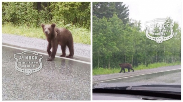 Неподалеку от Ачинска видели медведей