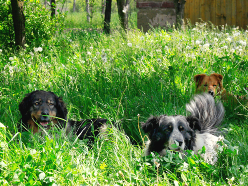 Куда могут обращаться ачинцы по вопросу отлова бродячих животных