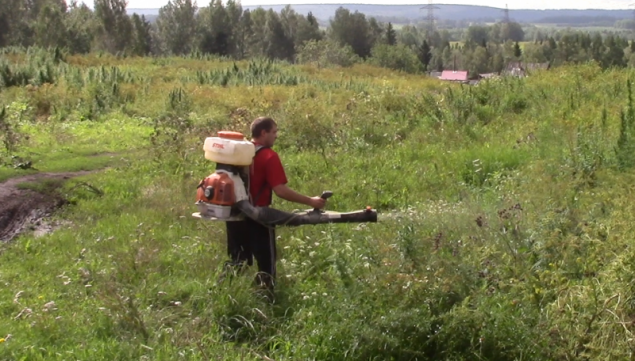 В Ачинском районе проводятся мероприятия по уничтожению очагов дикорастущей конопли