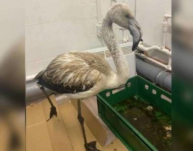 Найденный в Якутии розовый фламинго Гриша переедет в красноярский зоопарк