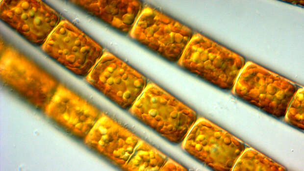 В красных водорослях нашли уничтожающее ВИЧ вещество