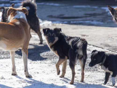 Глава Ачинска Александр Токарев поручил ЦОЖ держать на контроле проблему с бездомными животными