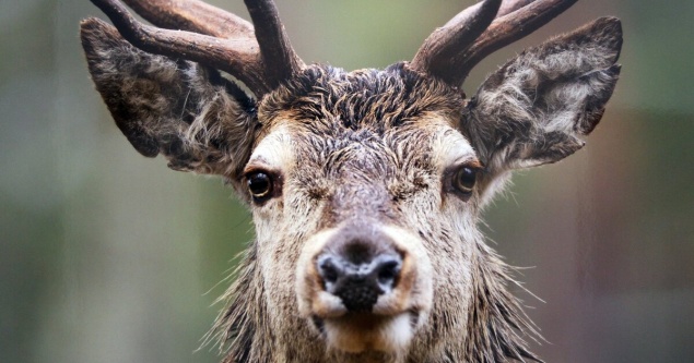 Ученые обнаружили антитела к омикрону у диких оленей