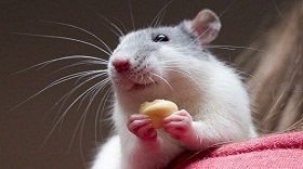 Ученые научились контролировать наркозависимость у животных