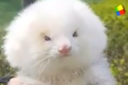 Жителю Аргентины вместо пуделей продали хорьков на стероидах