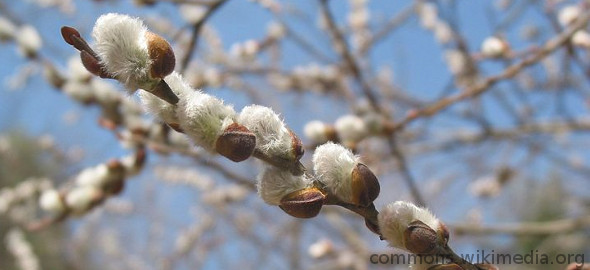 Верующие отмечают Вербное воскресенье