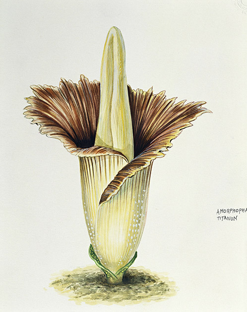 Нотки тухлого мяса