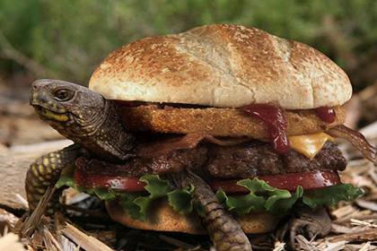 Китаец попытался пронести на борт самолета спрятанную в бургере черепаху