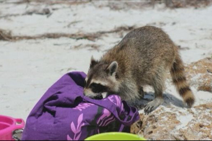 Енот ограбил американку на пляже