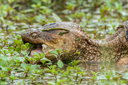 В Баварии объявили охоту на агрессивную черепаху