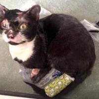 Кот-погорелец получил награду за живучесть