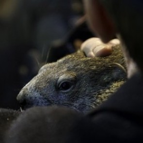 Сурок Фил предсказал долгую зиму