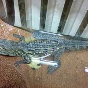 В Петербурге на помойке нашли крокодила