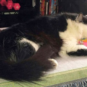 Злобный кот «взял в заложники» своих хозяев