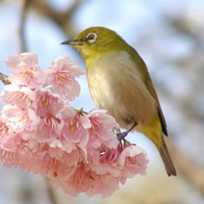 День весеннего равноденствия - 20 марта