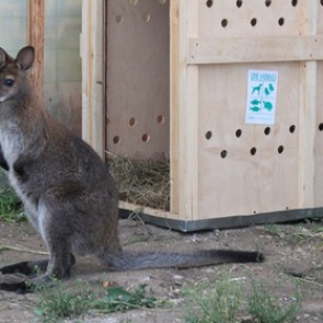 Считавшийся самцом барнаульский кенгуру родил