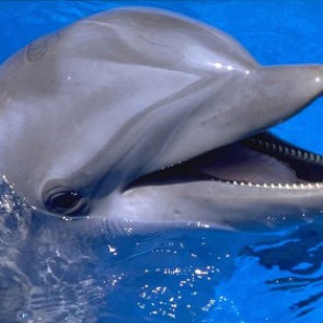 ВМФ России вооружится боевыми дельфинами